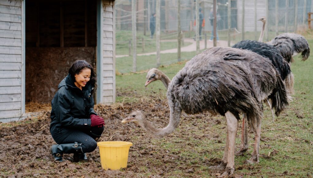 Lady Bath feeding ostriches at Longleat Safari Park (2800x1867)