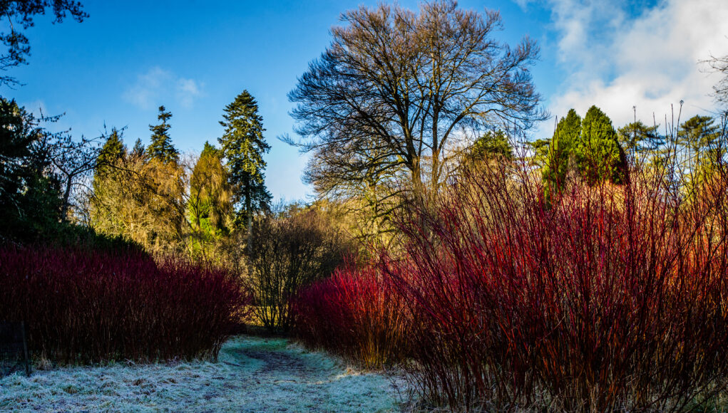 Westonbirt Arboretum credit Johnny Hathaway 2