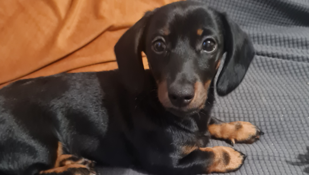 sally dachshund