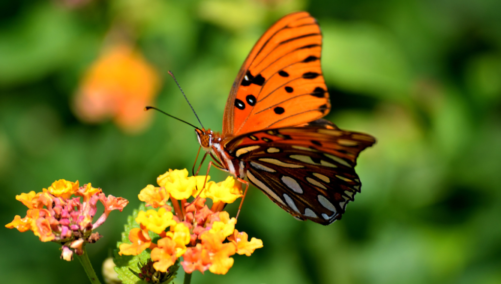 wildlife butterfly
