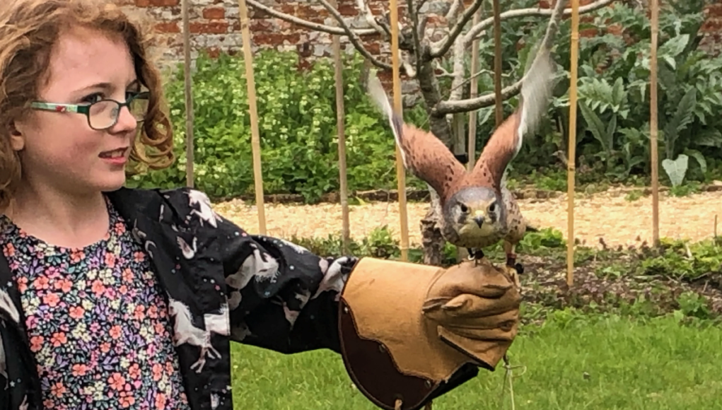 lydiard birds of prey