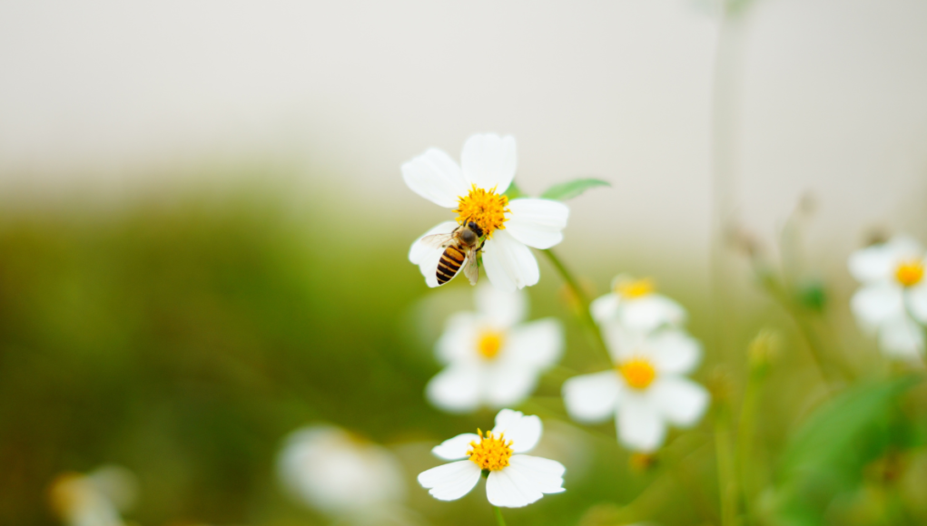 bees wildlife