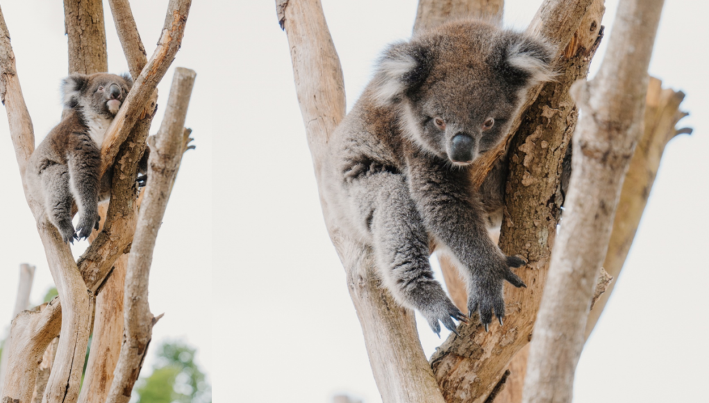 monty koala