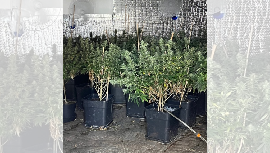 pinehurst cannabis