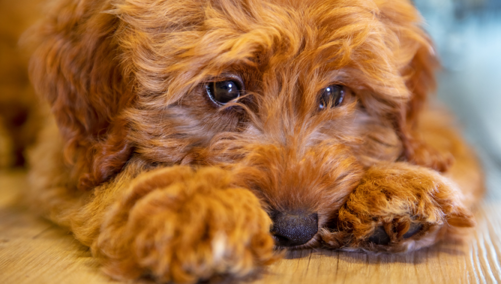sad dog