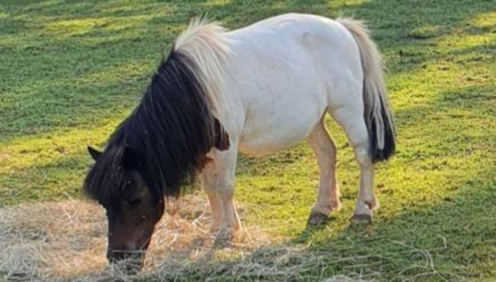 stolen shetland
