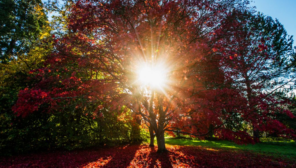 Westonbirt Arboretum Autumn credit Johnny Hathaway (1)
