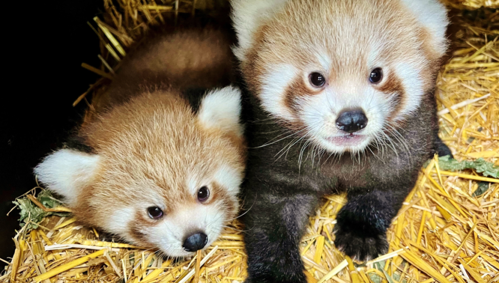 longleat red panda (1)