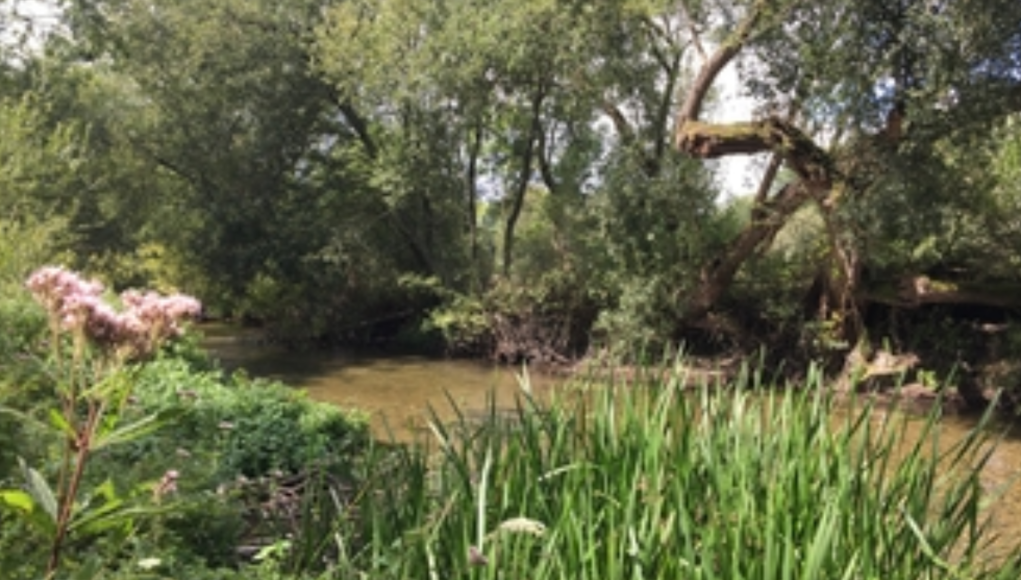 river wylye ©wiltshire wildlife trust