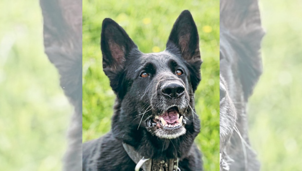 PD Bree