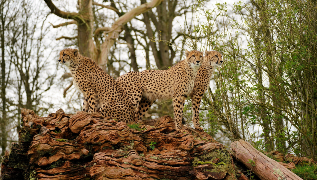 longleat cheetahs