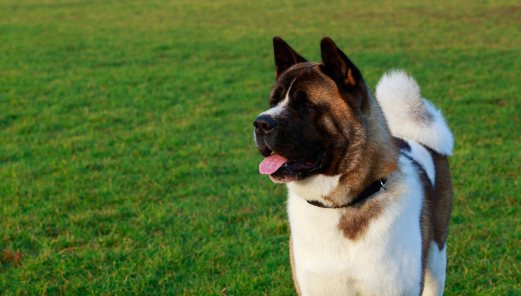 akita dog