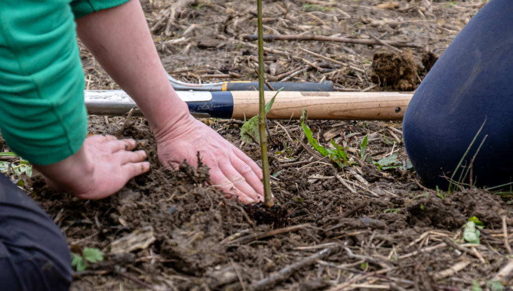 westonbirt planting