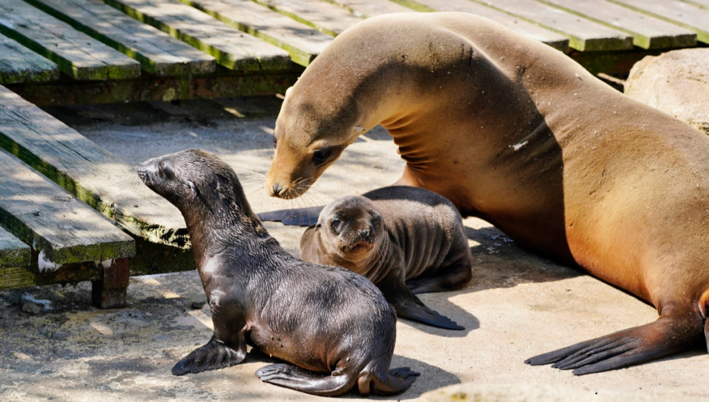 longleat sea lion pup ian turner