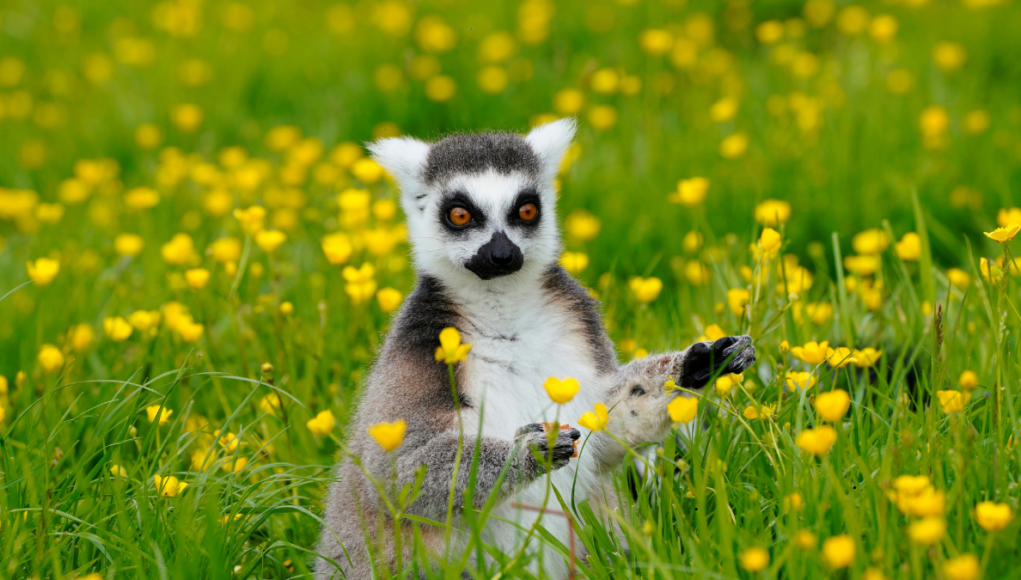 ring tailed lemur in grass ian turner
