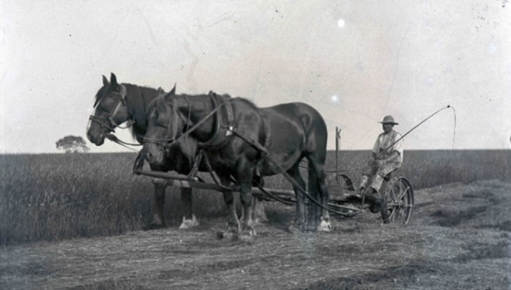 Horses at Park Farm 1925