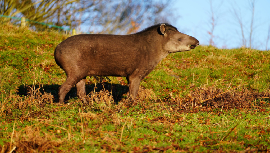 jessie tapir