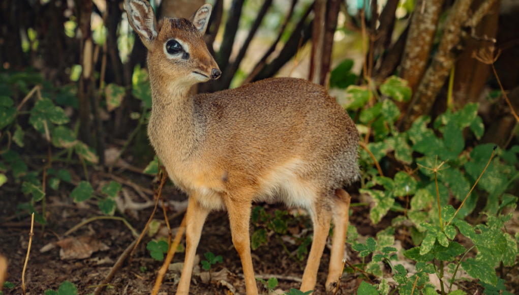 kirks dik dik calf - longleat