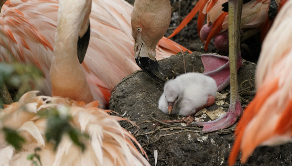 longleat flamingo chick ian turner (1)