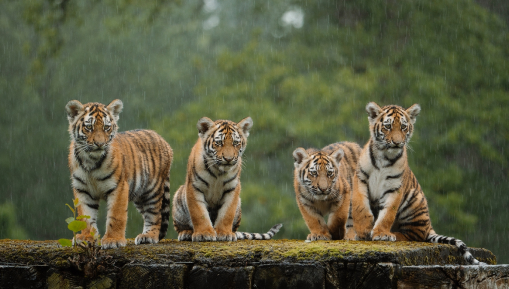 longleat tigers Tom Anders