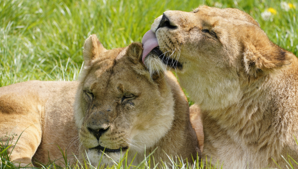 lonleat lions ian turner