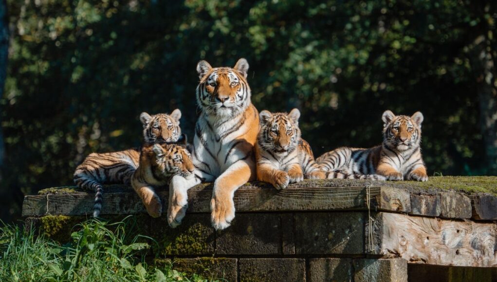 longleat tigers (2)