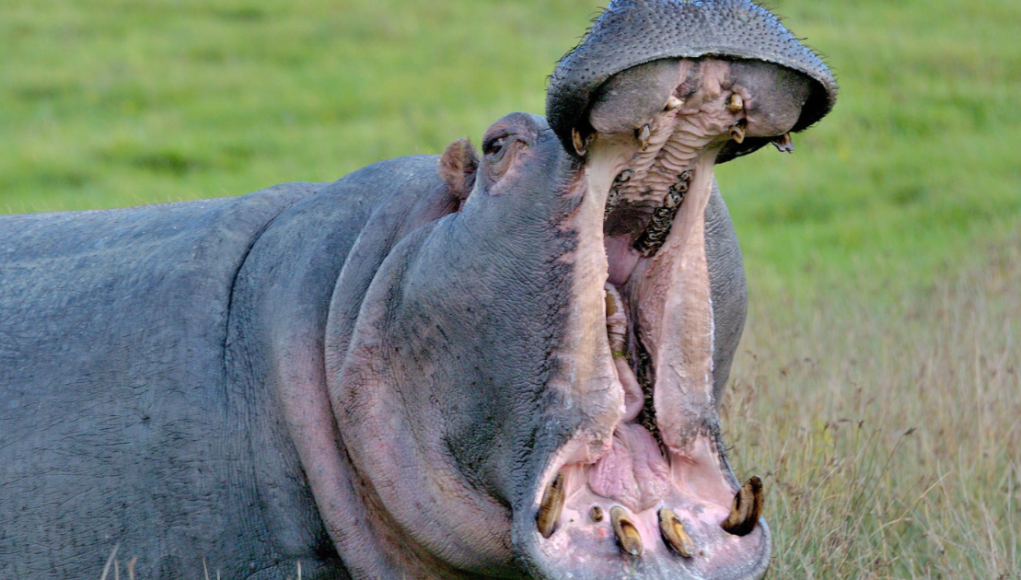 SWINDONIAN Longleat Reveals Huge Plans to Bring Hippos Back (1)