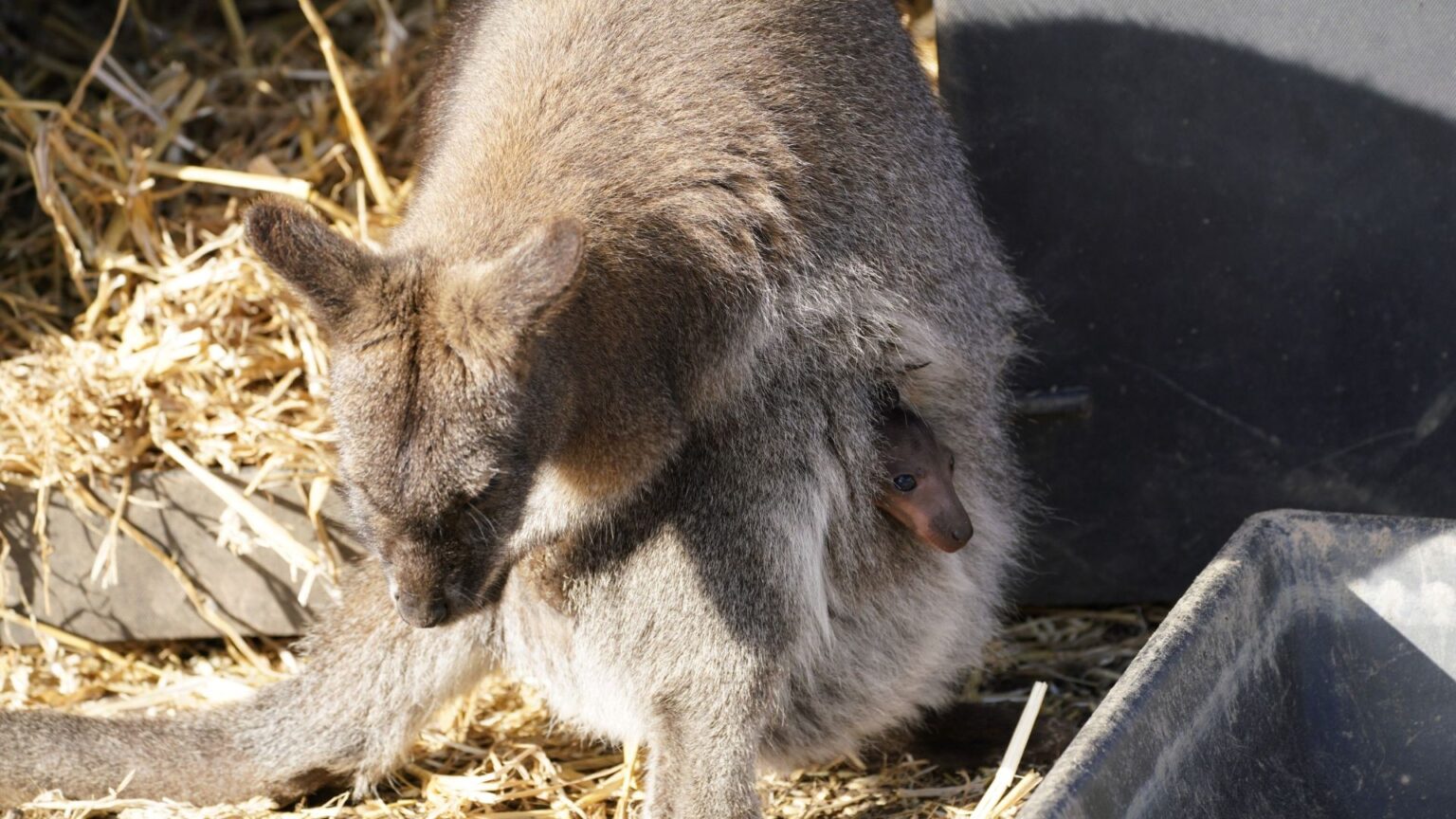 Spring Wallaby Hoppy Mother’s Day as Wallaby Joey Springs a Surprise at Longleat | The ...