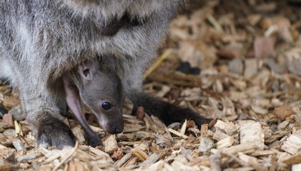 Swindonian Longleat Wallaby Joey Springs a Surprise