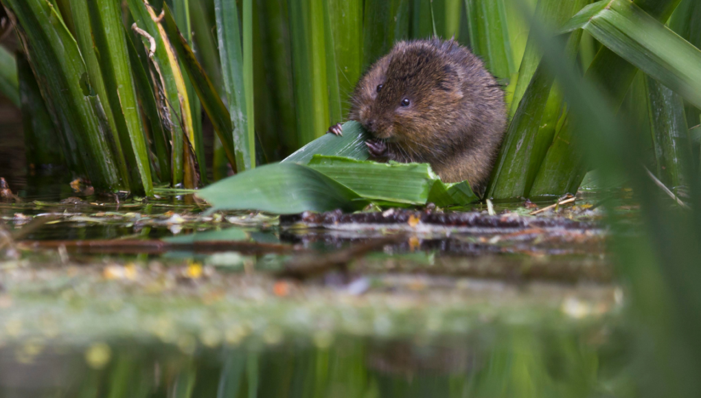 Swindonian Steve Deeley Water Mole