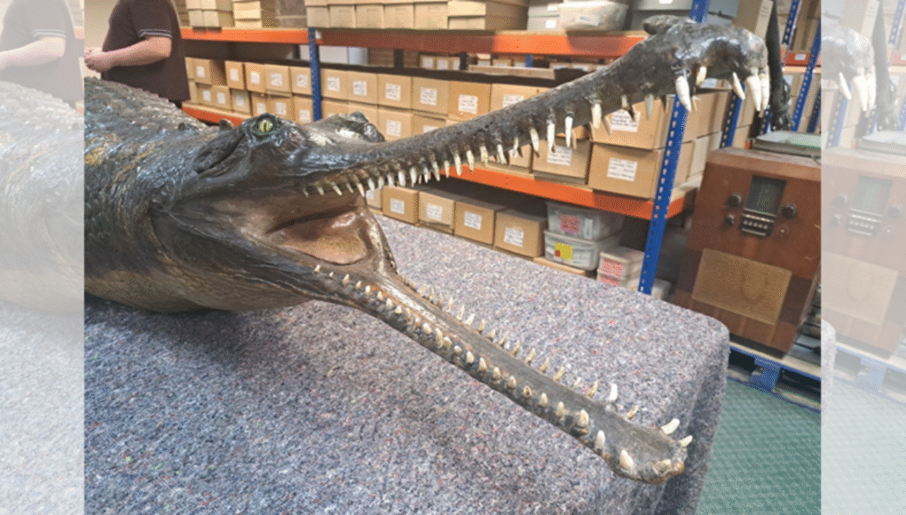 Swindonian The gharial during conservation work swindon croc