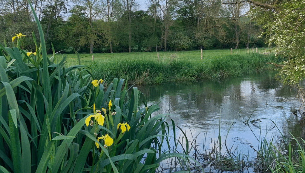 Swindonian river wyle chalk stream
