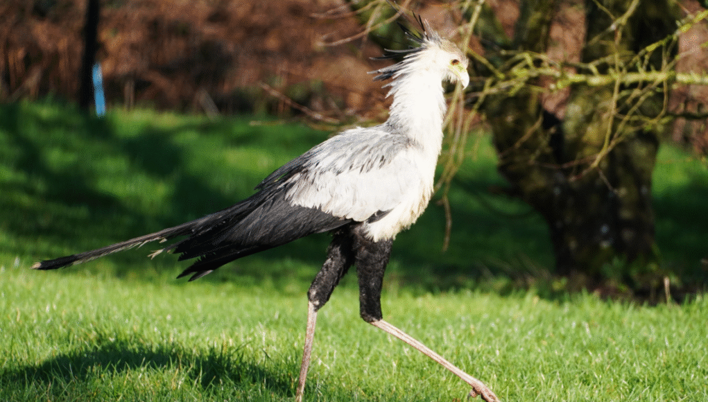 Longleat Secretary Bird Ian Turner
