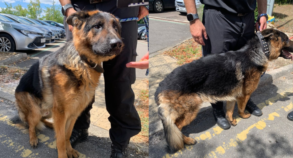 Dog Rescued from Hot Car in Swindon as Police Issue Urgent Warning to ...