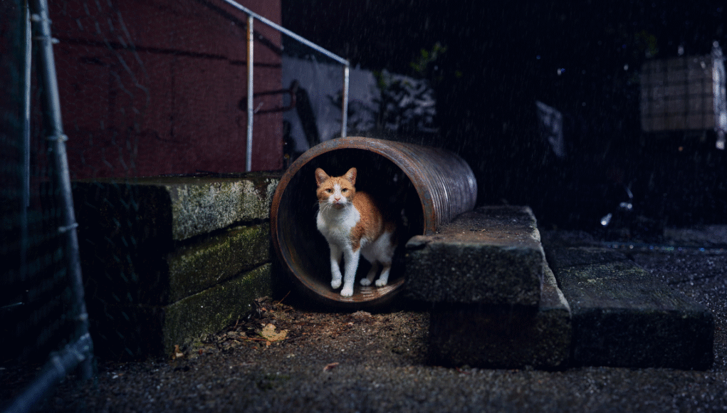 cats protection league
