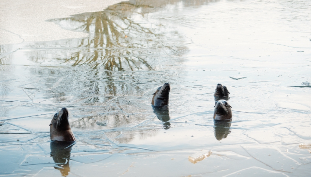 longleat sea lions
