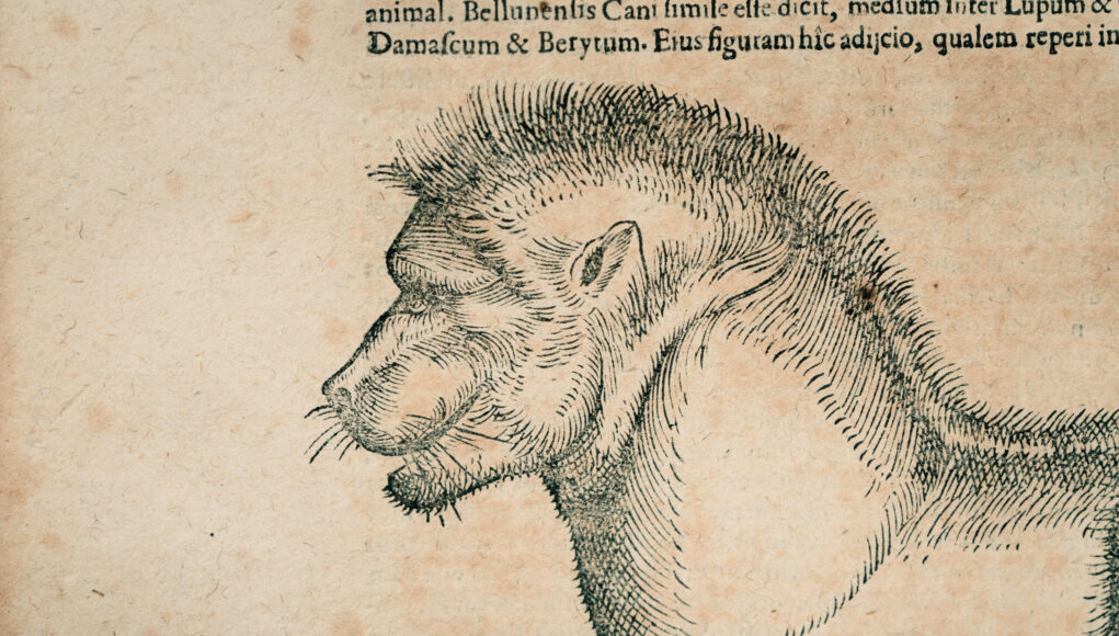 A mandrill in Longleat’s 1621 edition of Konrad Gesner’s Historia animalium (1551–1558) (image Longleat).
