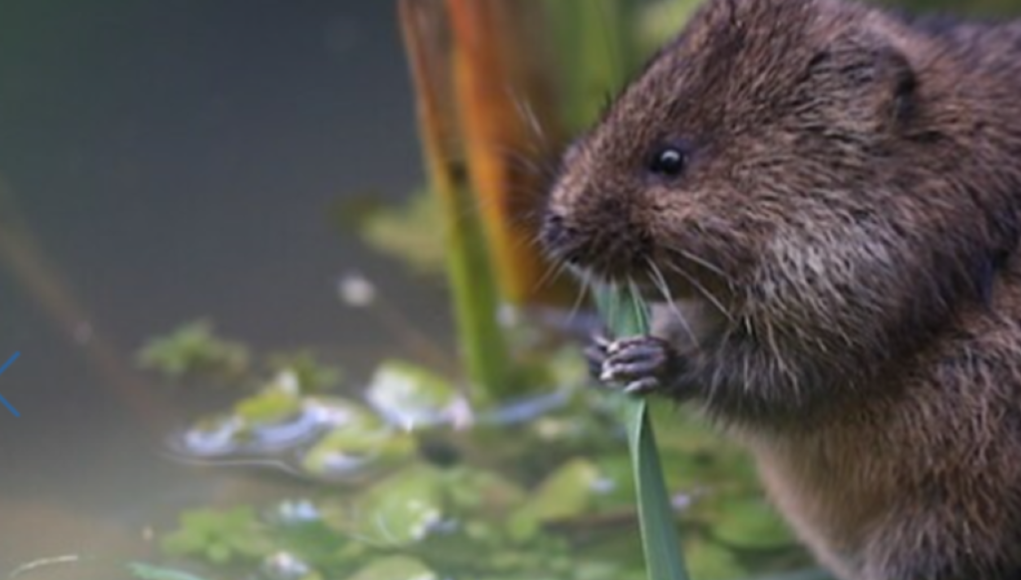 water vole