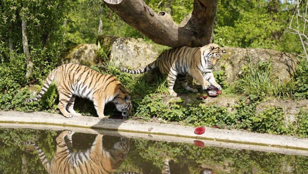 longleat