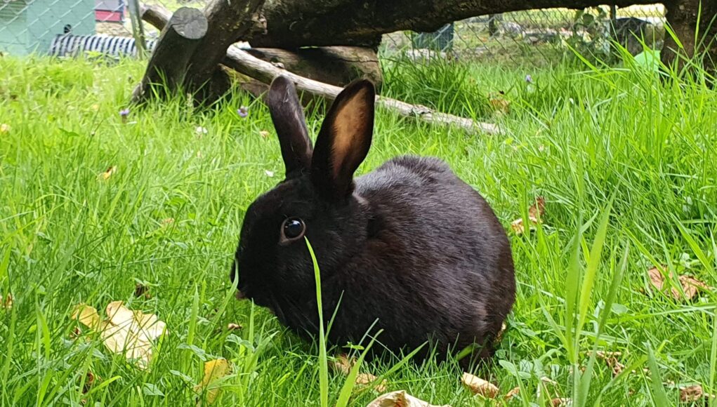 ferne animal sanctuary