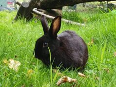 Ferne Animal Sanctuary Charity Gala returns for an evening of food, music and fundraising