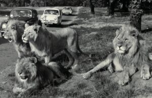 Longleat celebrates 60 years of lions with new exhibition exploring safari park history