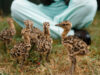 Longleat steps up support for Wiltshire’s Great Bustard project