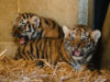 Longleat celebrates a 2026 baby boom with new arrivals