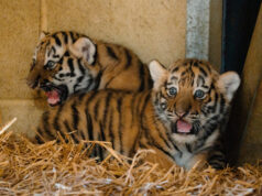 Longleat celebrates a 2026 baby boom with new arrivals