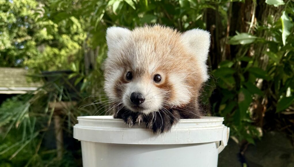Cub weigh-in - Keeper Sam (1)