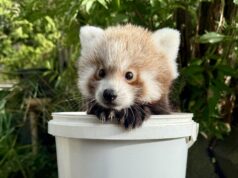 Longleat reveals red panda cub is a boy after first health check