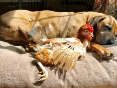 147 hens still need homes ahead of South Marston rehoming event