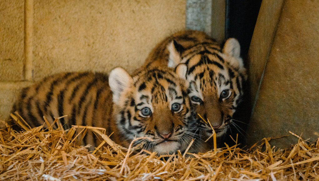 TomAnders_TigerCubs_8_2026-104321