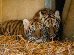 Longleat’s Amur tiger twins revealed to be girls